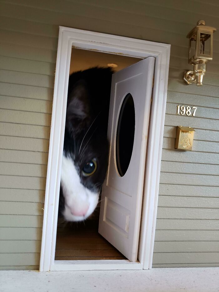 A black and white cat peeking out of a miniature dollhouse door, highlighting whimsical thrift store finds