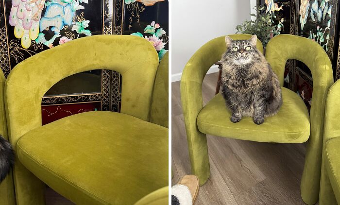 A fluffy cat sitting on a retro olive green velvet chair, one of the best thrift store finds