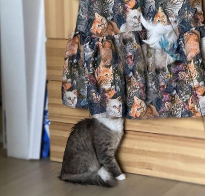 A fluffy gray cat sitting under a cat-patterned skirt, blending in as part of the optical illusion.