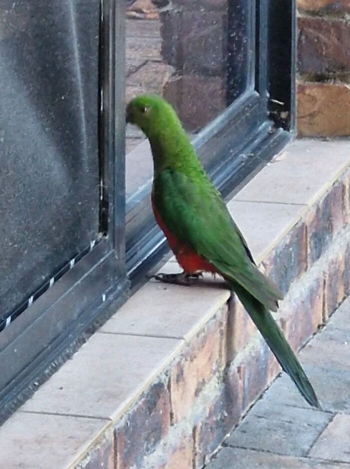 Green and red bird standing on tiled step near glass door wildlife image