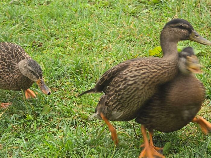Blurry wildlife photo of ducks walking on grass