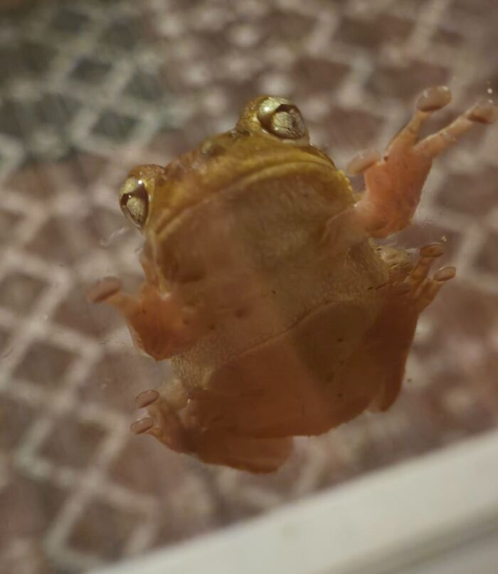 Close-up wildlife photo of frog stuck on glass surface