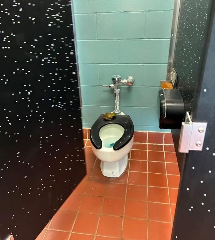 Wildlife photo showing a frog sitting on a toilet seat in a public restroom