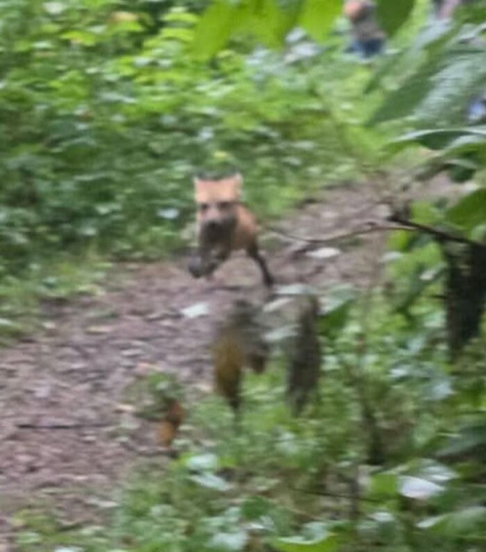 Blurry wildlife photo of a fox running on a forest trail surrounded by greenery