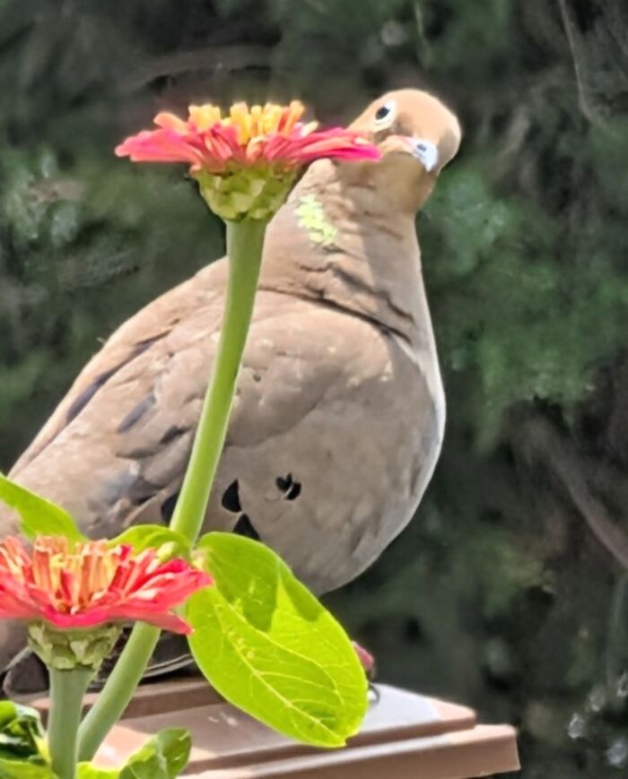 Wildlife photo of a brown dove peeking from behind pink flowers in garden