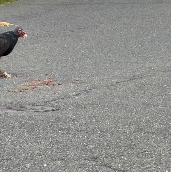Wildlife photo of a vulture scavenging on a road with visible roadkill remains