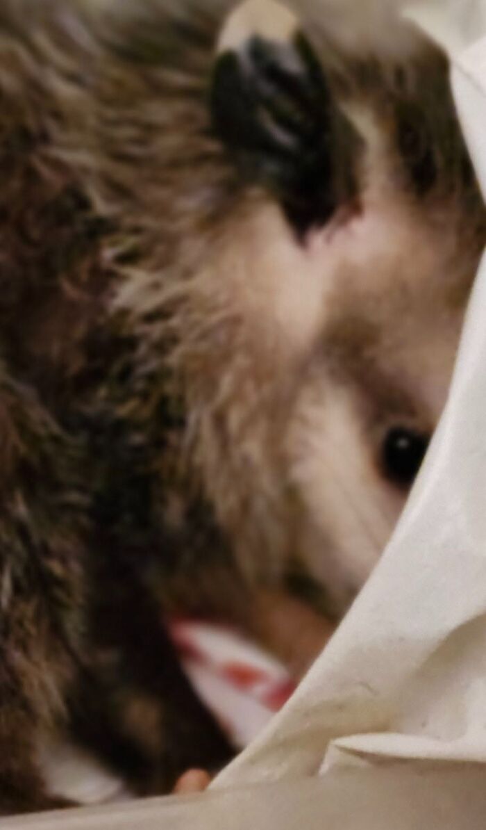Blurry close-up wildlife photo of an animal partially hidden behind a white curtain