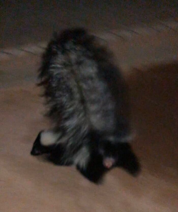 Blurry nighttime wildlife photo of animal on pavement