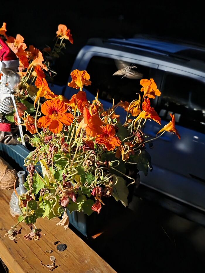 Wildlife photo of orange flowers with a bird flying near them
