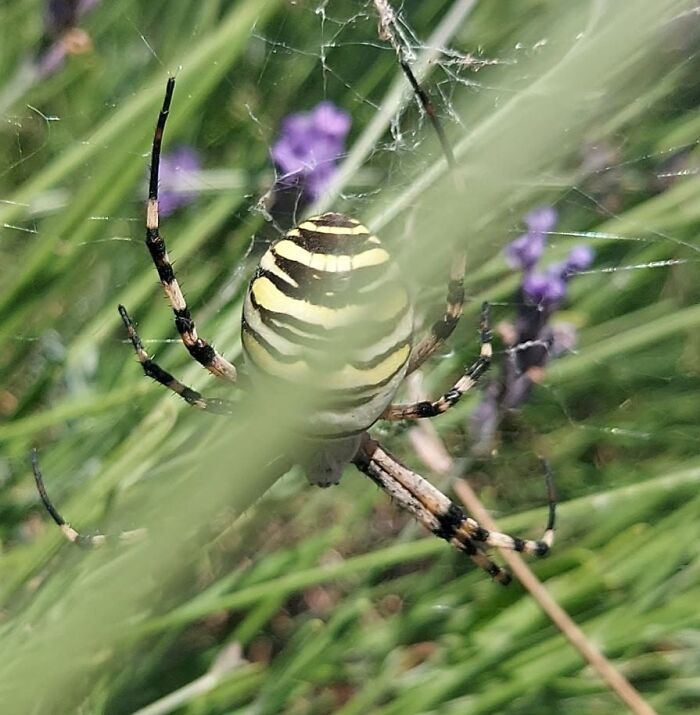 Close-up wildlife photo of a black and yellow spider on web with plants