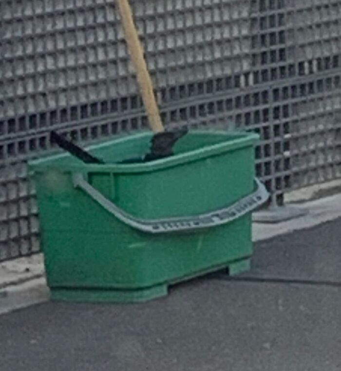 Wildlife image showing black birds in a green container outdoors