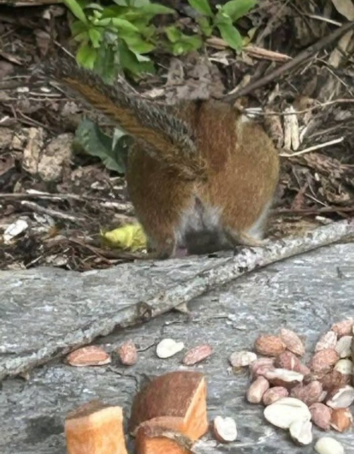 Wildlife photo of squirrel with its back turned near nuts and seeds