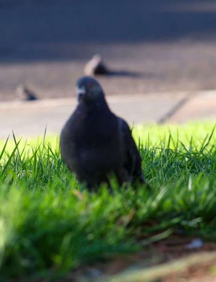 Wildlife photo of a pigeon standing on grass with blurred background