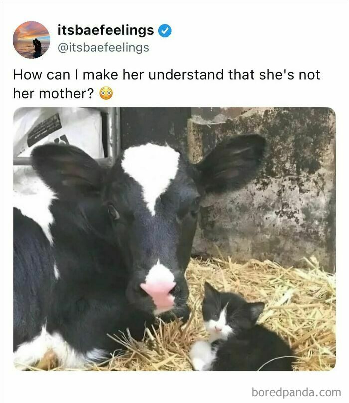 Calf and kitten lying together with funny caption about animal relationships