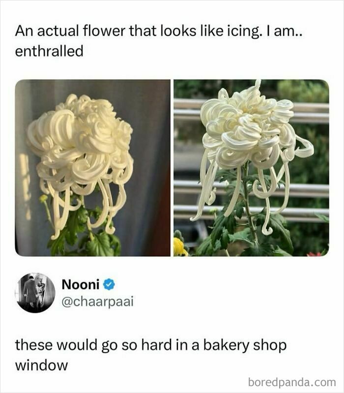 Flower with icing-like petals that look like bakery decoration