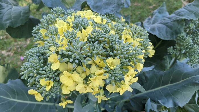 A broccoli plant starting to bloom with small yellow flowers shown in cool photos of nature