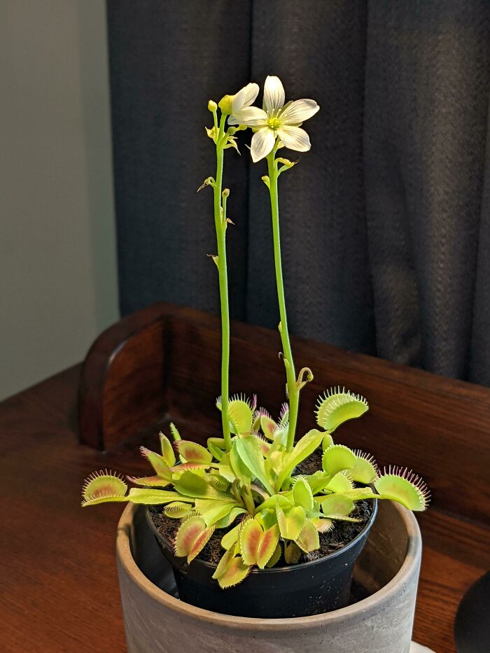 A blooming Venus flytrap with two tall white flowers, showing cool photos of interesting botanical events