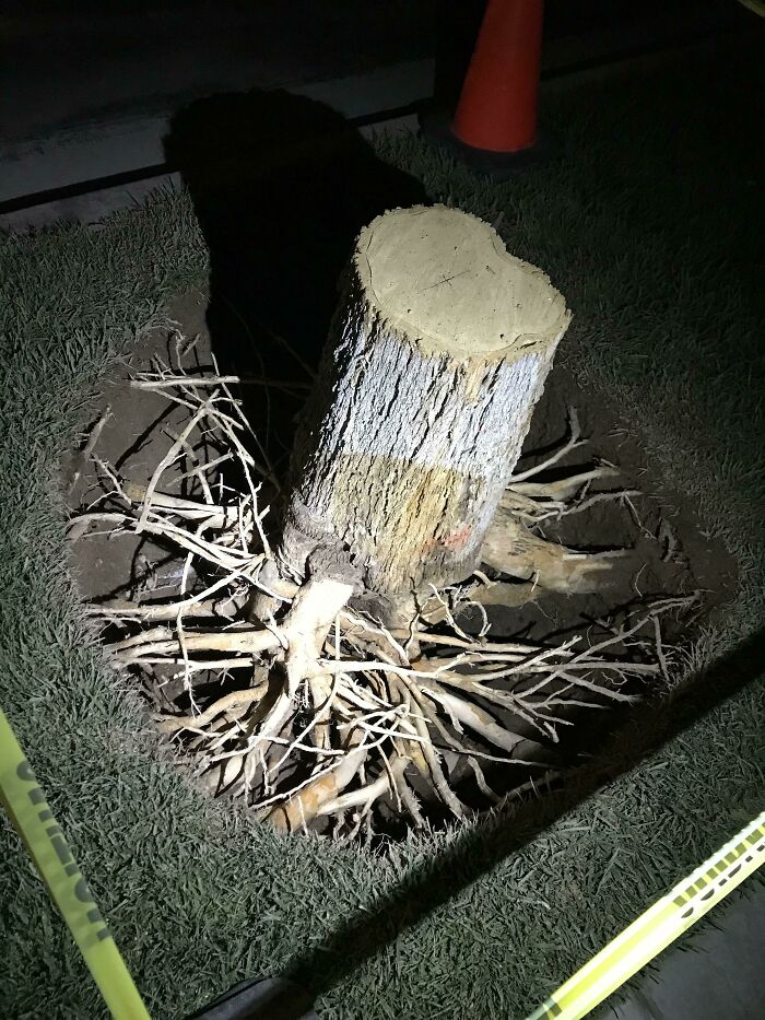 Interesting and cool photos of a tree stump with exposed roots in the ground