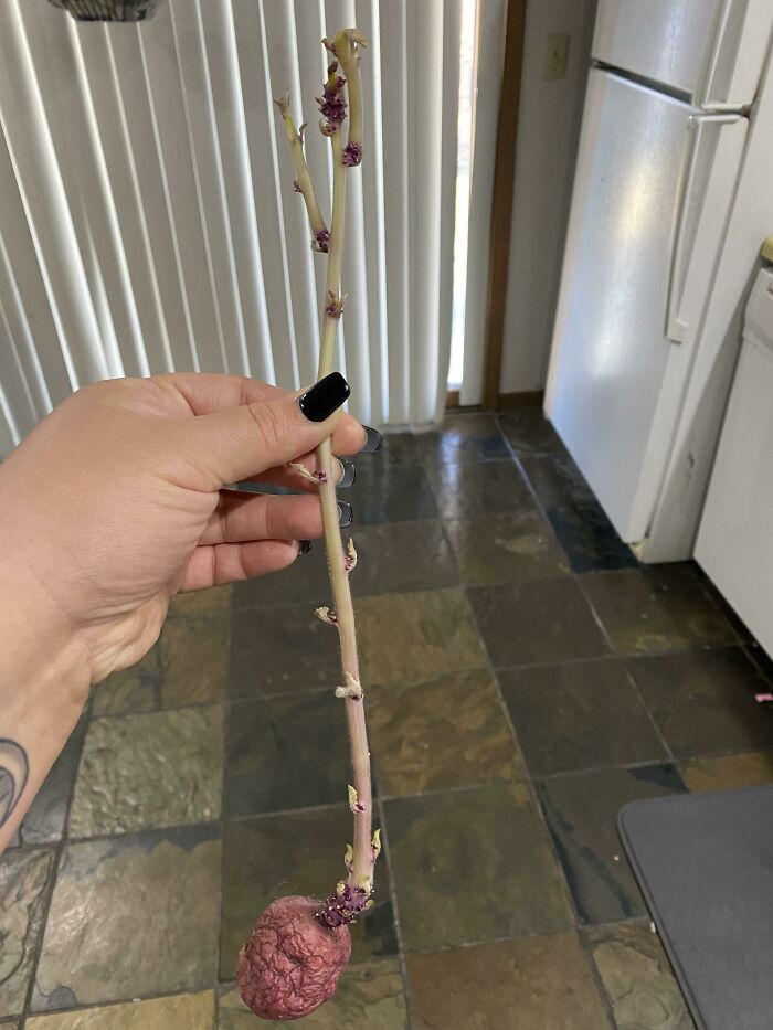 A hand holding a potato with an unusually long, thin sprout growing upward as an interesting photo.