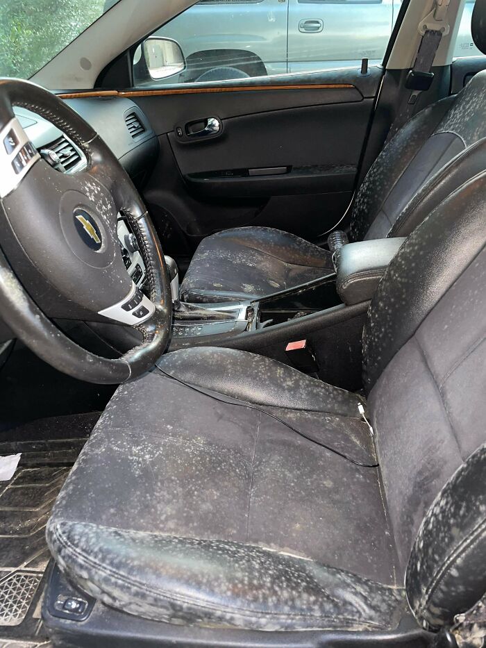 Mold growing all over the front leather seats of a car, a cool photo of an unusual situation.