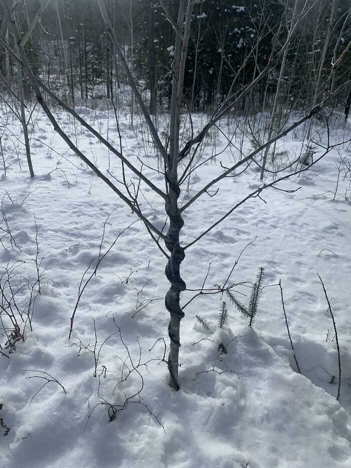 An interesting photo of a young tree trunk grown into a spiraled shape amidst snowy woods.