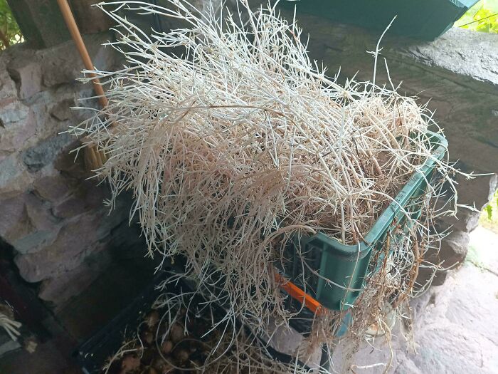 Sprouted potatoes in a basket capturing interesting and cool photos of neglected plants