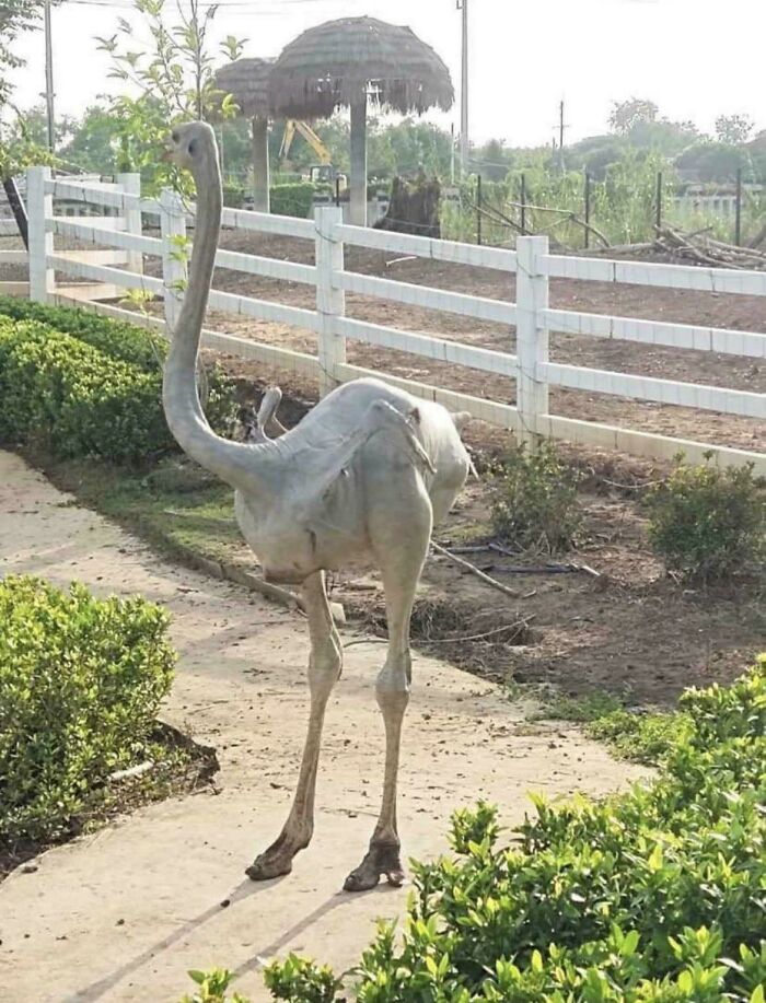 A shaved ostrich stands on a path, showing interesting and cool photos of nature
