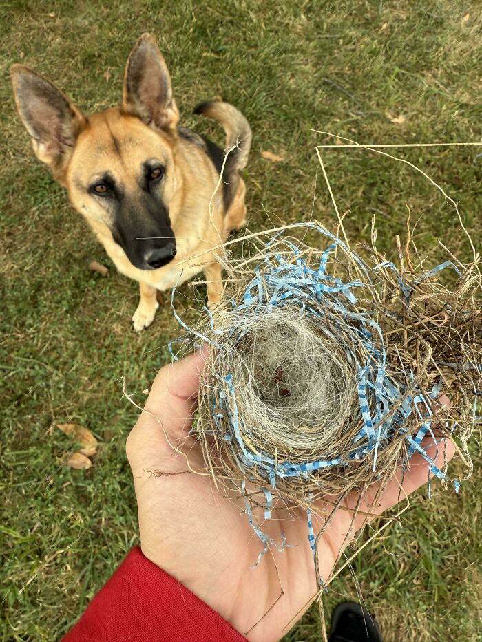 A cool photo of a bird nest built with dog fur, held by a person in front of a German Shepherd
