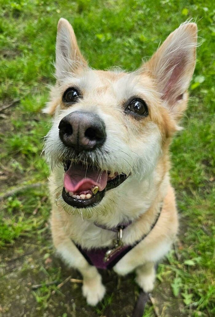Happy dog smiling with a gold tooth, featured in interesting and cool photos of pets.