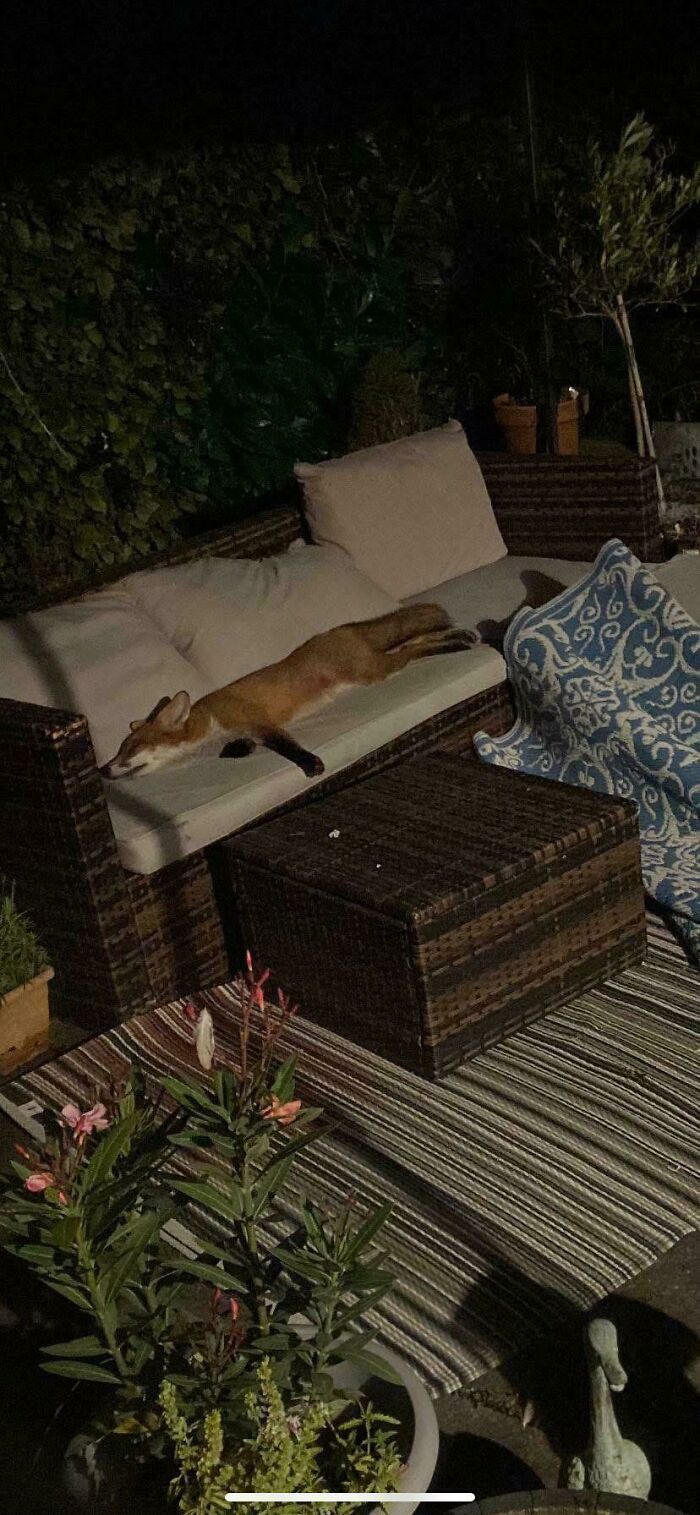 A wild fox sleeping on an outdoor sofa, illustrating interesting and cool photos of animals.
