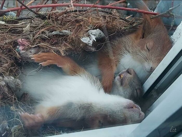 An interesting photo of two squirrels sleeping close together in a nest by a window.