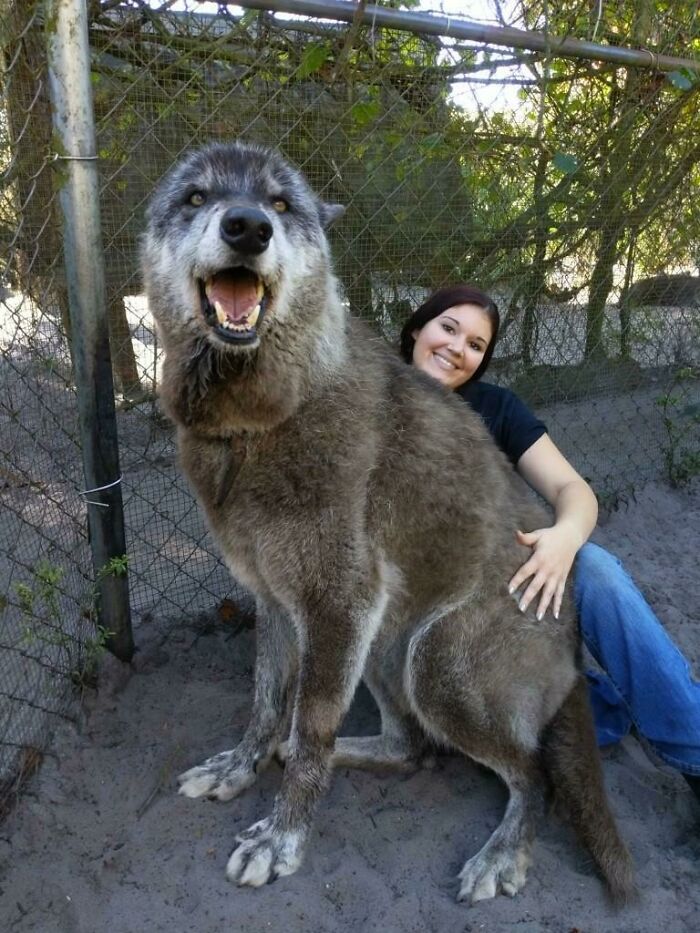 An interesting and cool photo showing the massive size of a wolfdog sitting next to a woman