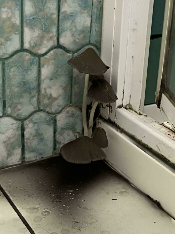 Mushrooms growing out of the tiled corner of a bathroom during a bad renting experience.