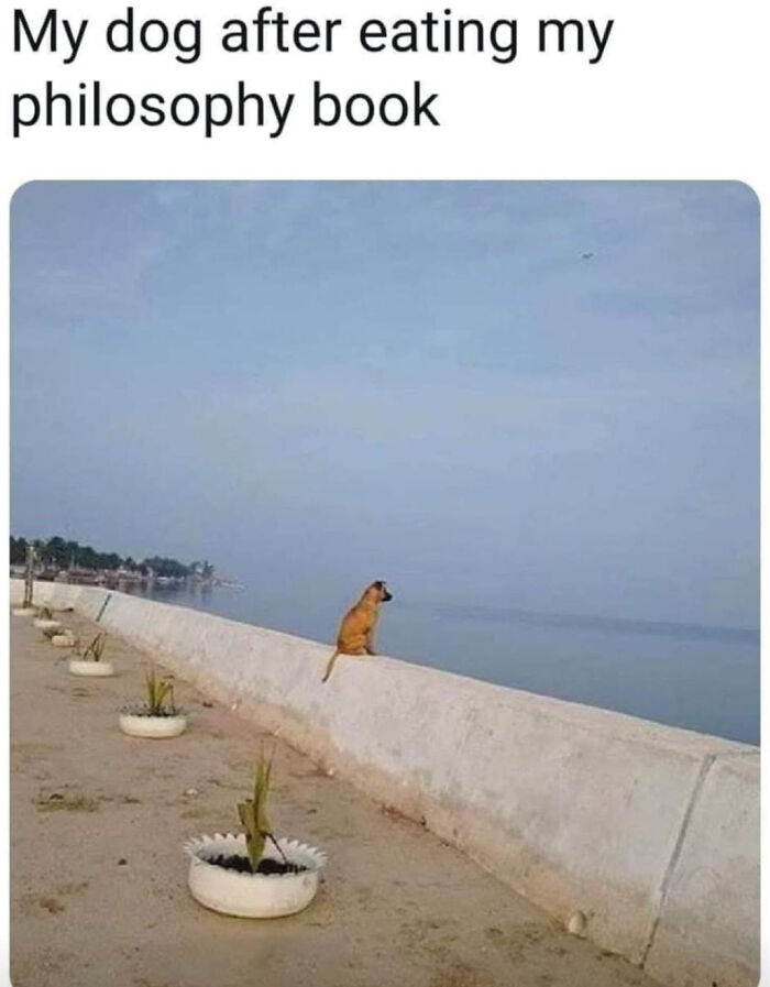 Dog looking thoughtfully at the sea after eating a philosophy book