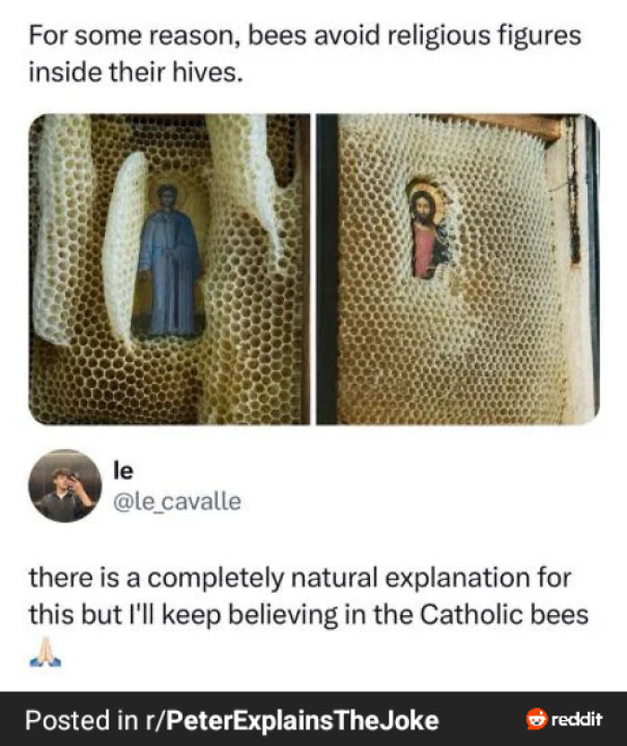 "There Is A Completely Natural Explanation For This But I'll Keep Believing In The Catholic Bees"