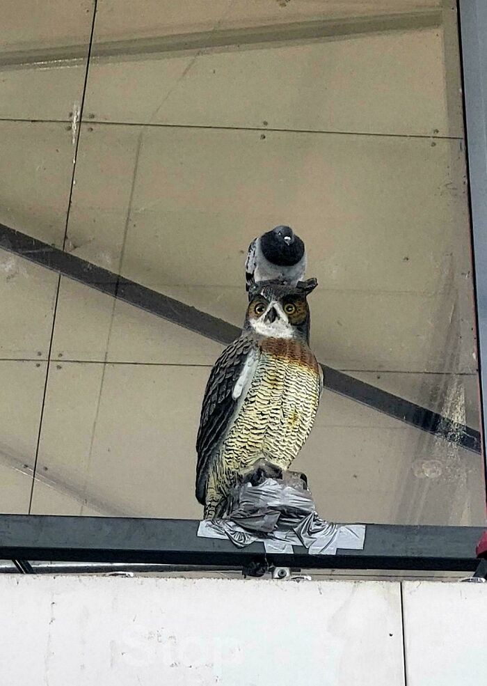 A brave pigeon sitting directly on top of a fake owl statue, perfectly capturing the spirit of angry birds.