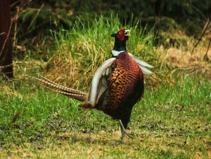 A ring-necked pheasant flapping its wings and squawking loudly in a grassy field, capturing photos of angry birds.