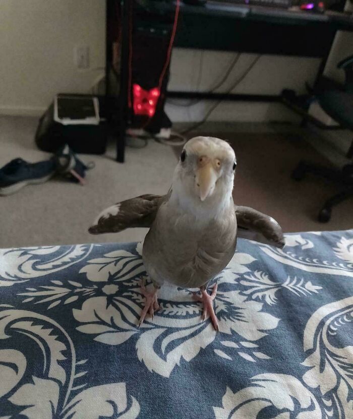 A small gray pet bird standing assertively on a bedspread with its wings spread out, looking like one of the angry birds.