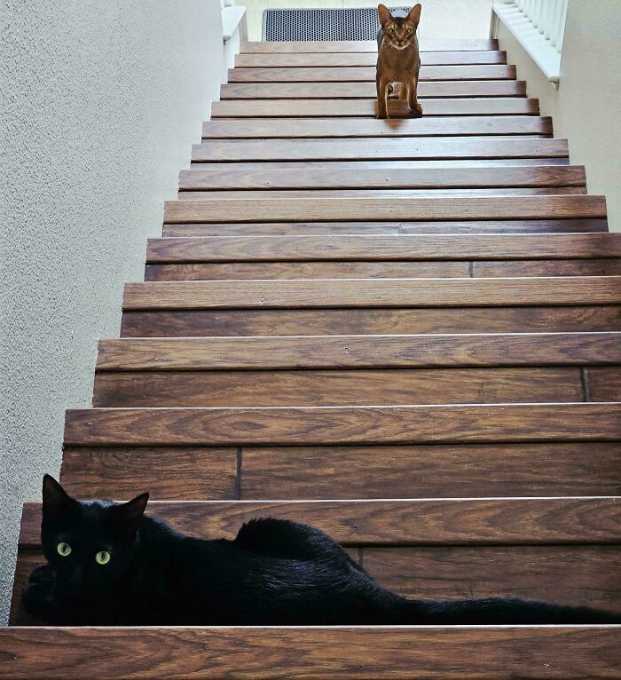 Black and brown cats on stairs create an optical illusion making them appear stretched