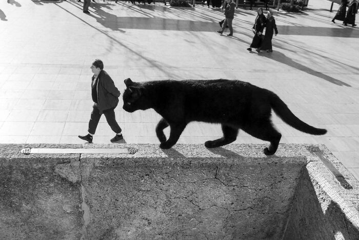 Black cat appearing giant due to perspective in eye confusing photo