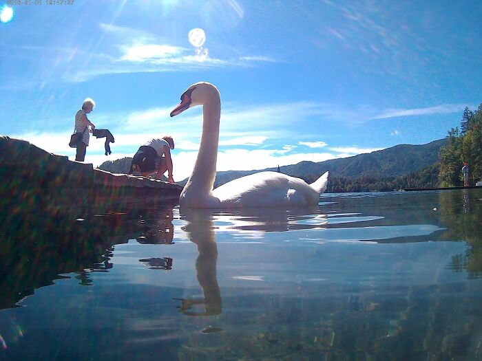 Large swan floating near dock with people under bright blue sky