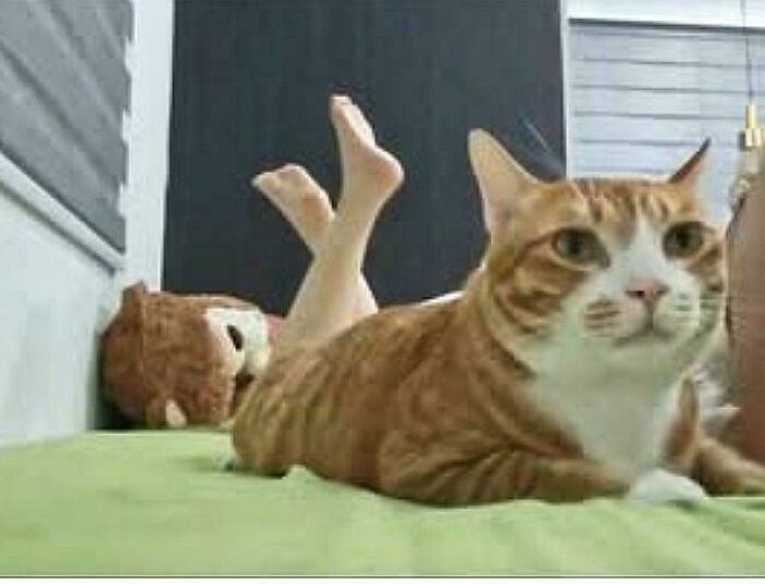Cat lying with human legs behind it, creating optical illusion of a cat with human feet