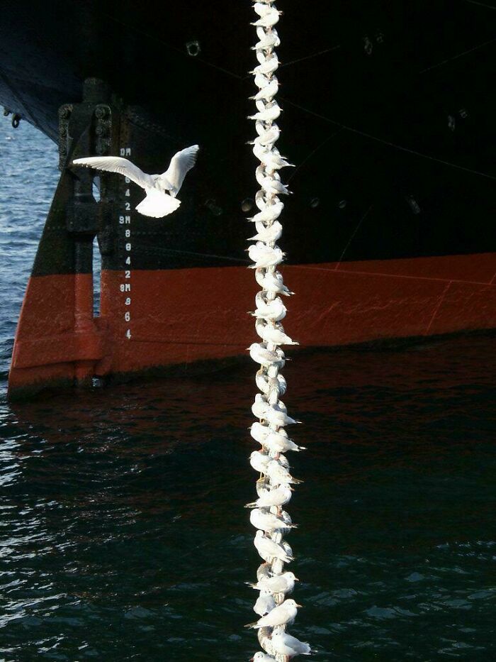 Seagulls perched in a line creating an illusion of stacked birds on a ship rope