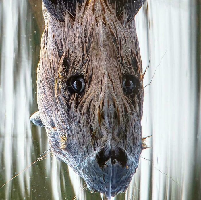 Underwater seal face creating confusing visual illusion with water lines