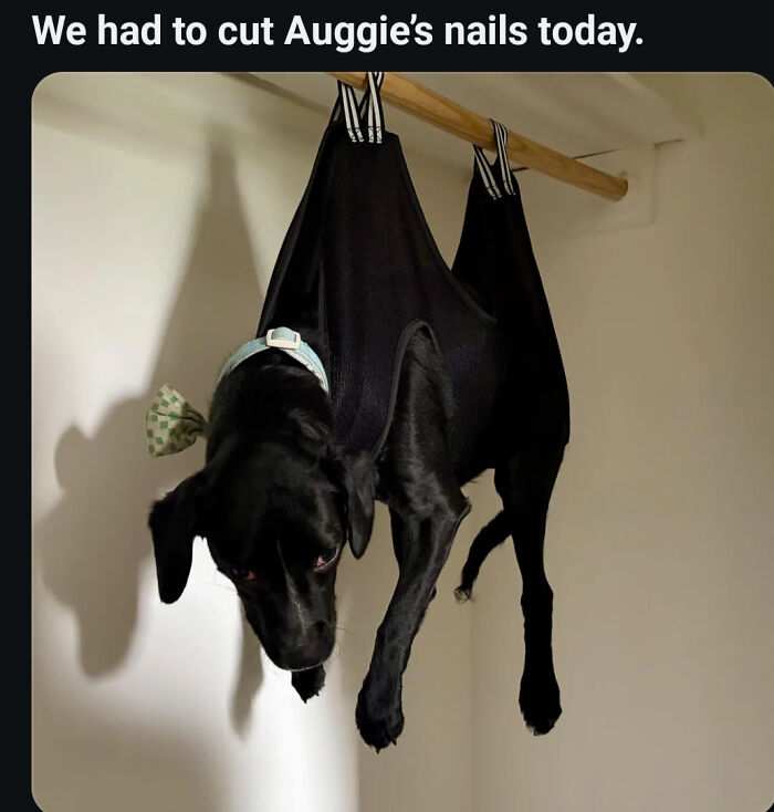 Black dog hanging in a harness for nail trimming, an amusing confusing photo