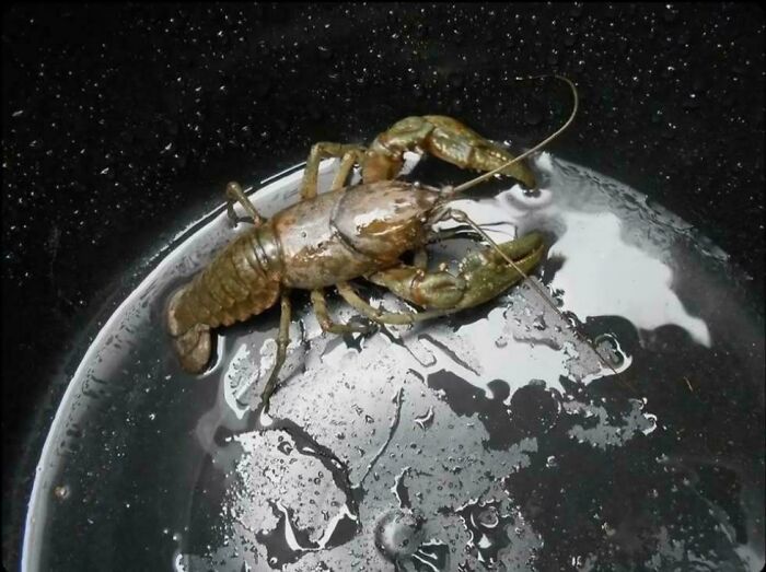 Close-up of a crayfish in a wet container confusing the eye
