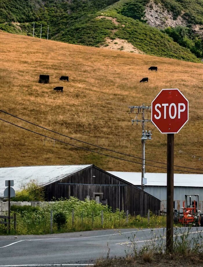 Hillside cows blend with shadows forming confusing optical illusion in the countryside
