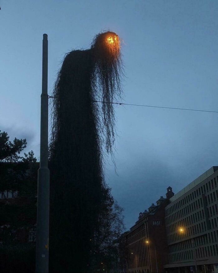 Streetlight covered with long vines looks like a figure with glowing eyes at dusk