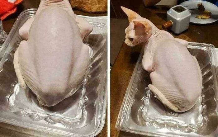 Hairless cat sitting in plastic container looks like a chicken shape confusing the eye