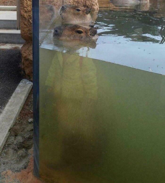 Optical illusion with capybara heads blending into a person's reflection in water